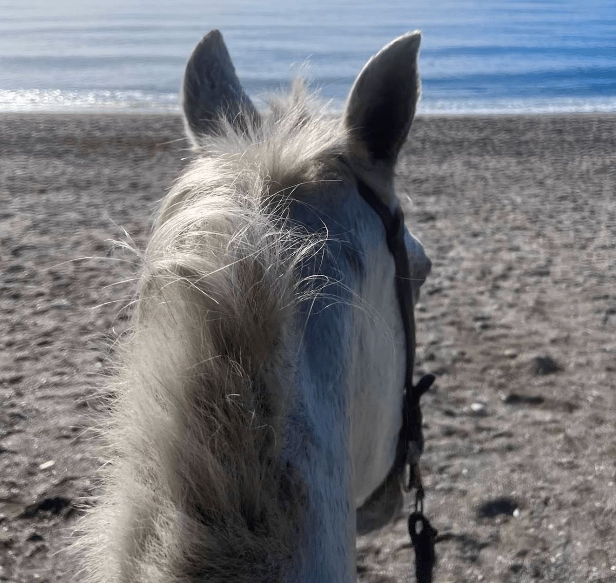 Andale Riding Centre
