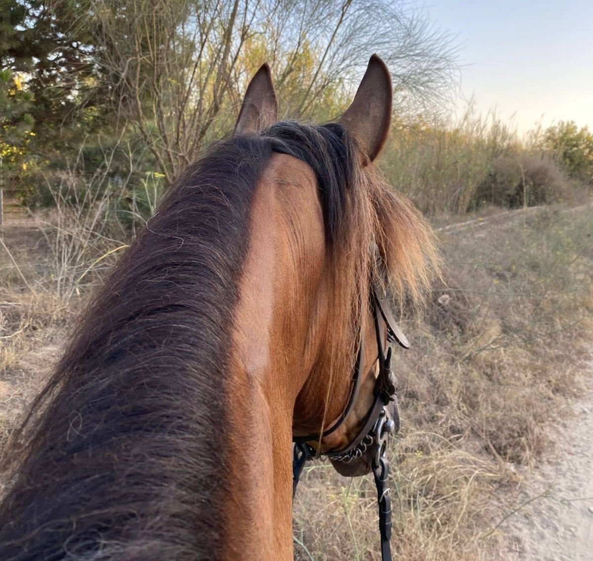 Club Hípico Almayate (Horse Riding)